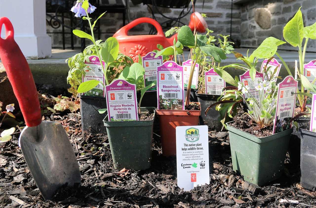 Plant local, think global